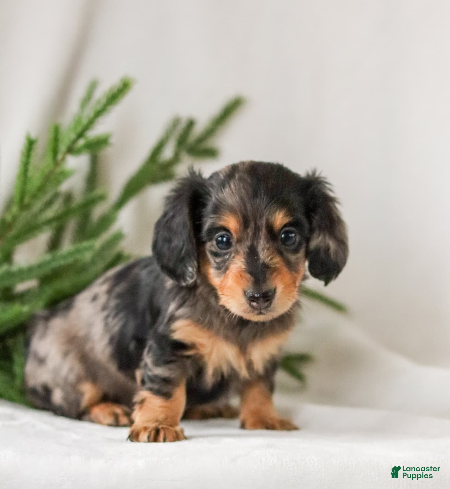 Miniature Dachshund dogs Ivy - Ad 9