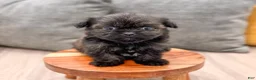 Shih Tzu dogs for sale: Finn - Ad 3