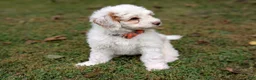Mini Goldendoodle dogs for sale: Buddy - Ad 9