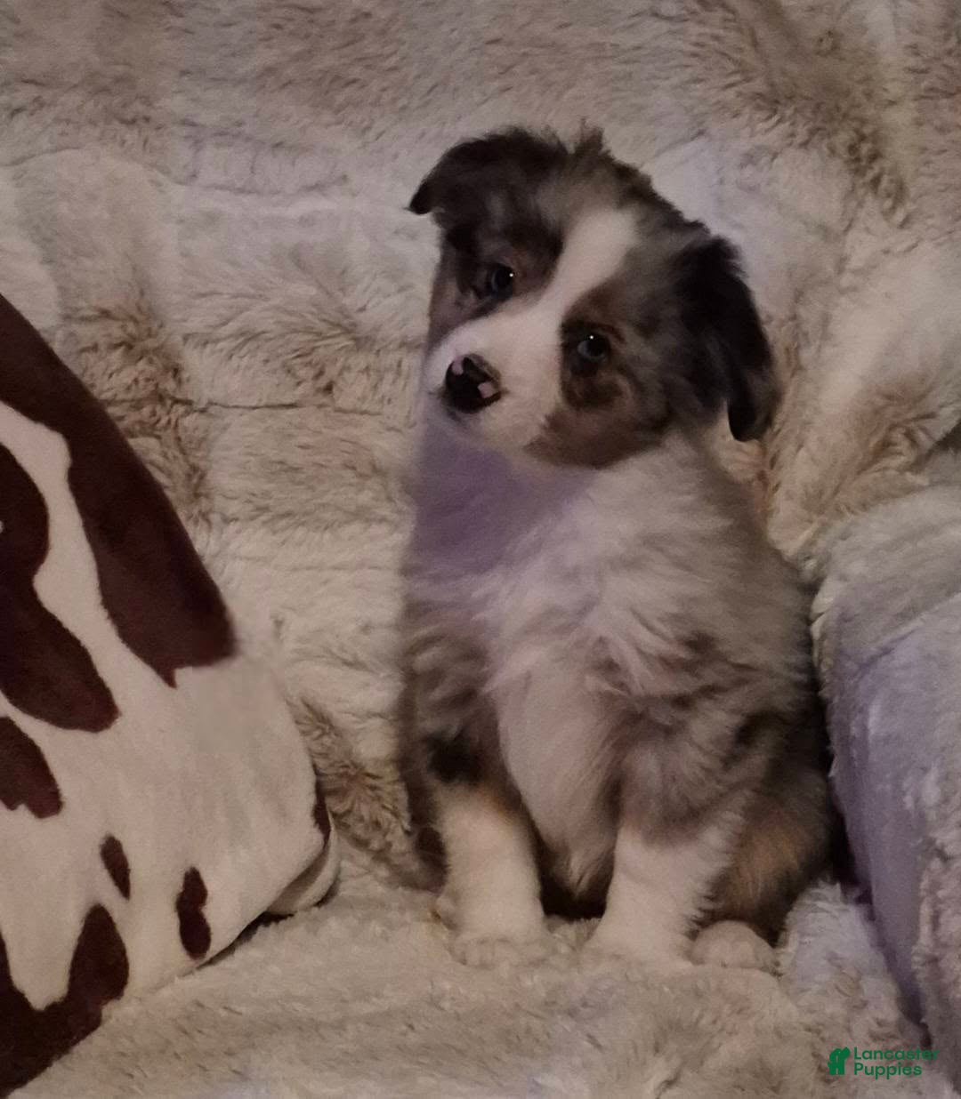 Toy Australian Shepherd dogs Toy Australian Shepherd Puppy 3 - Ad 8