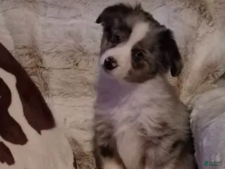 Toy Australian Shepherd dogs Toy Australian Shepherd Puppy 3 - Ad 8