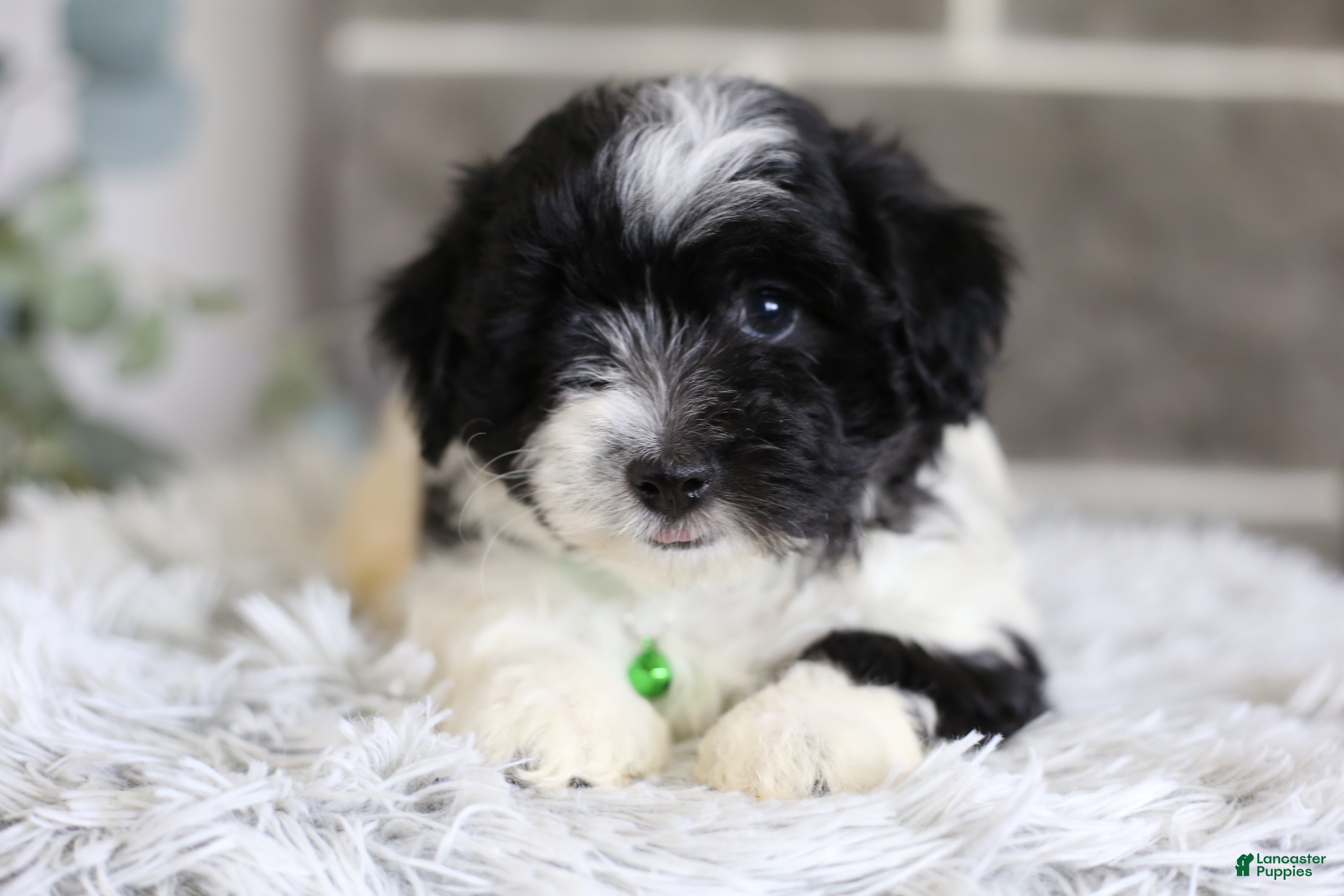 Maltipoo dogs Rocco  - Ad 2