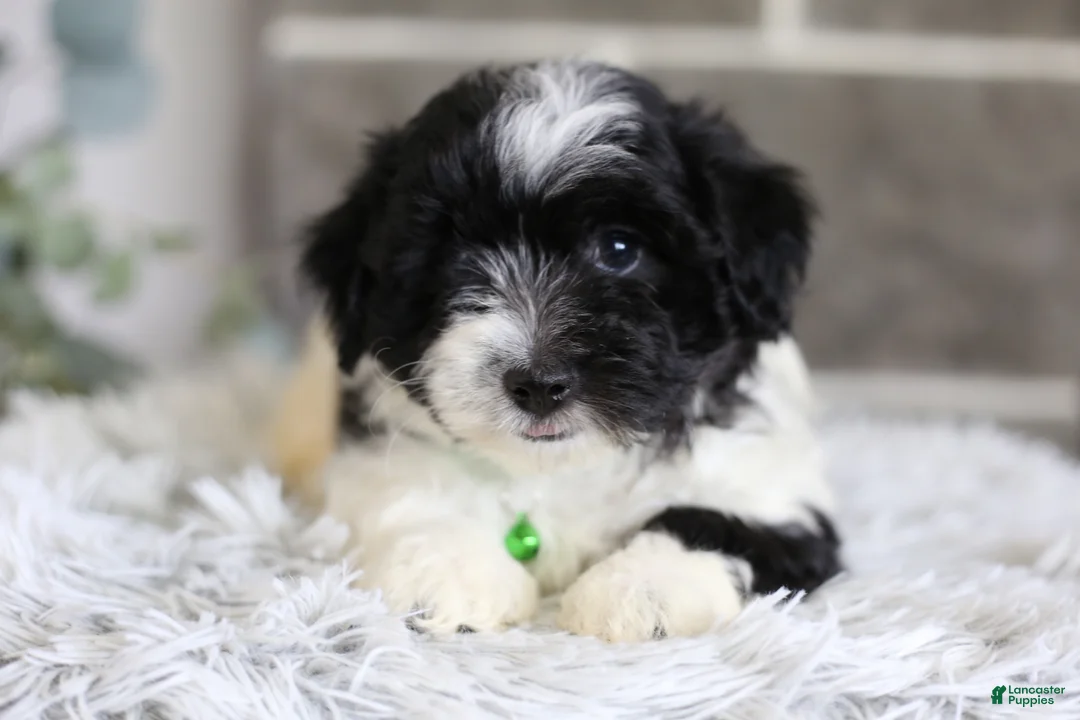 Maltipoo dogs for sale: Rocco  - Ad 2