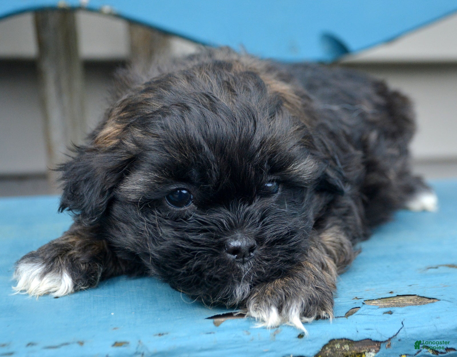 Shihpoo dogs Shihpoo Sal - Ad 38