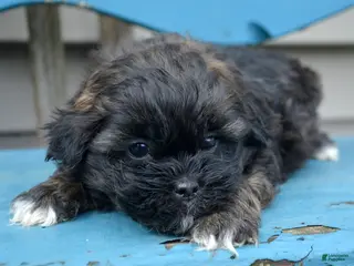 Shihpoo dogs Shihpoo Sal - Ad 38