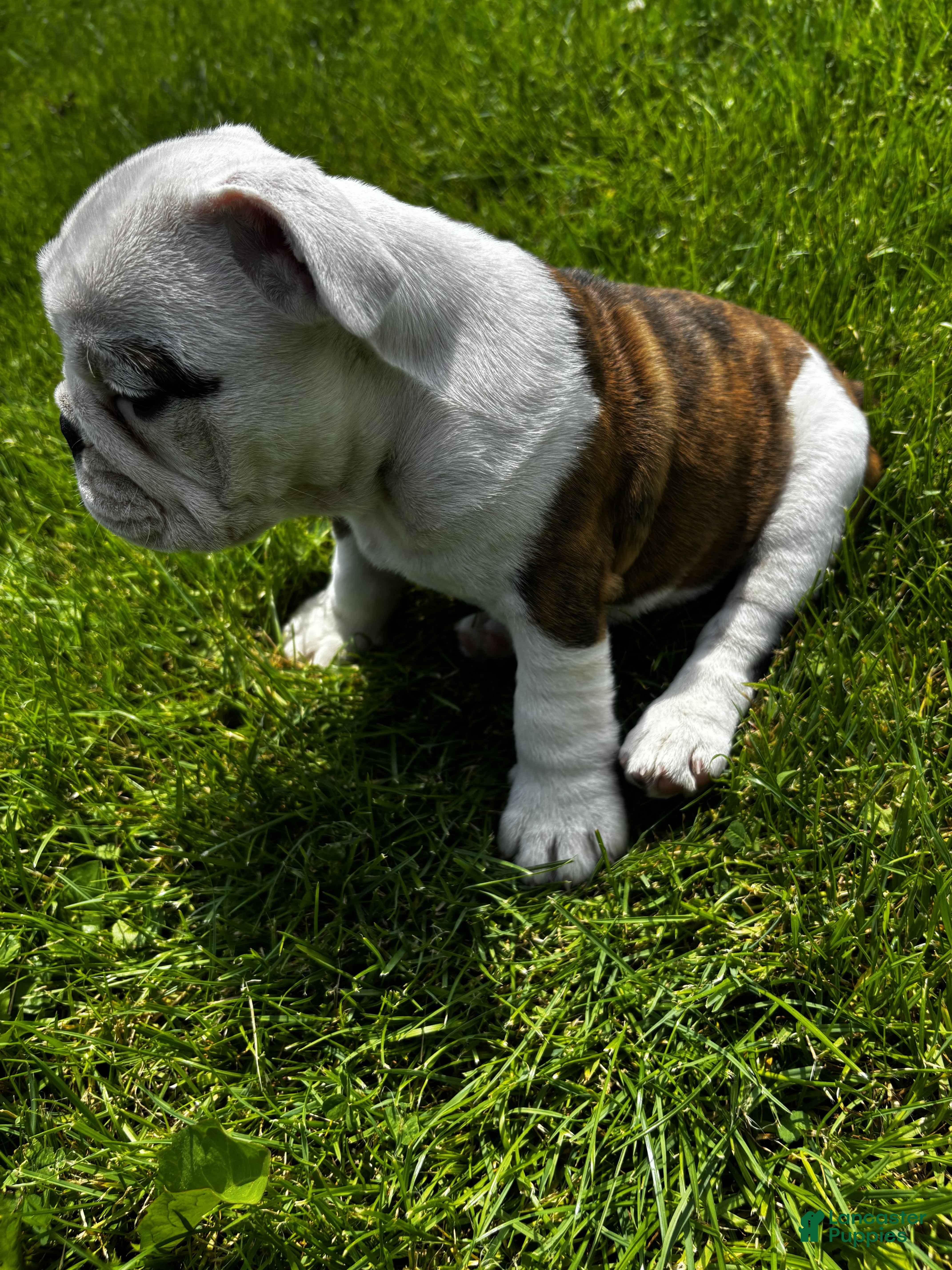 English Bulldog dogs Princess - Ad 2