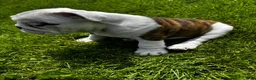 English Bulldog dogs for sale: Princess - Ad 2