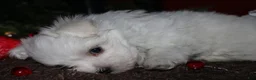 Maltese dogs for sale: Conrad - Ad 9