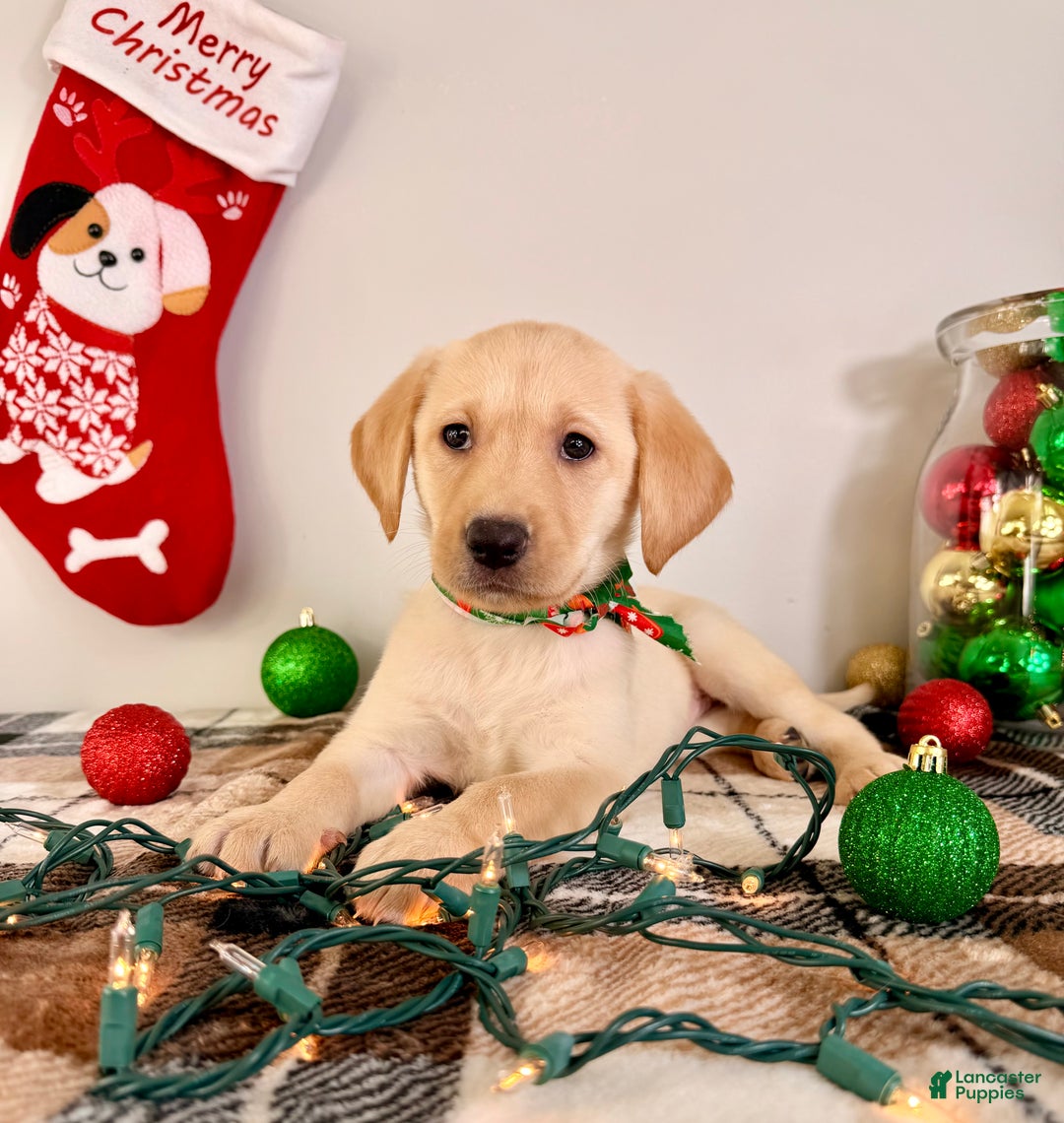 Labrador Retriever dogs for sale: Leah - Ad 4