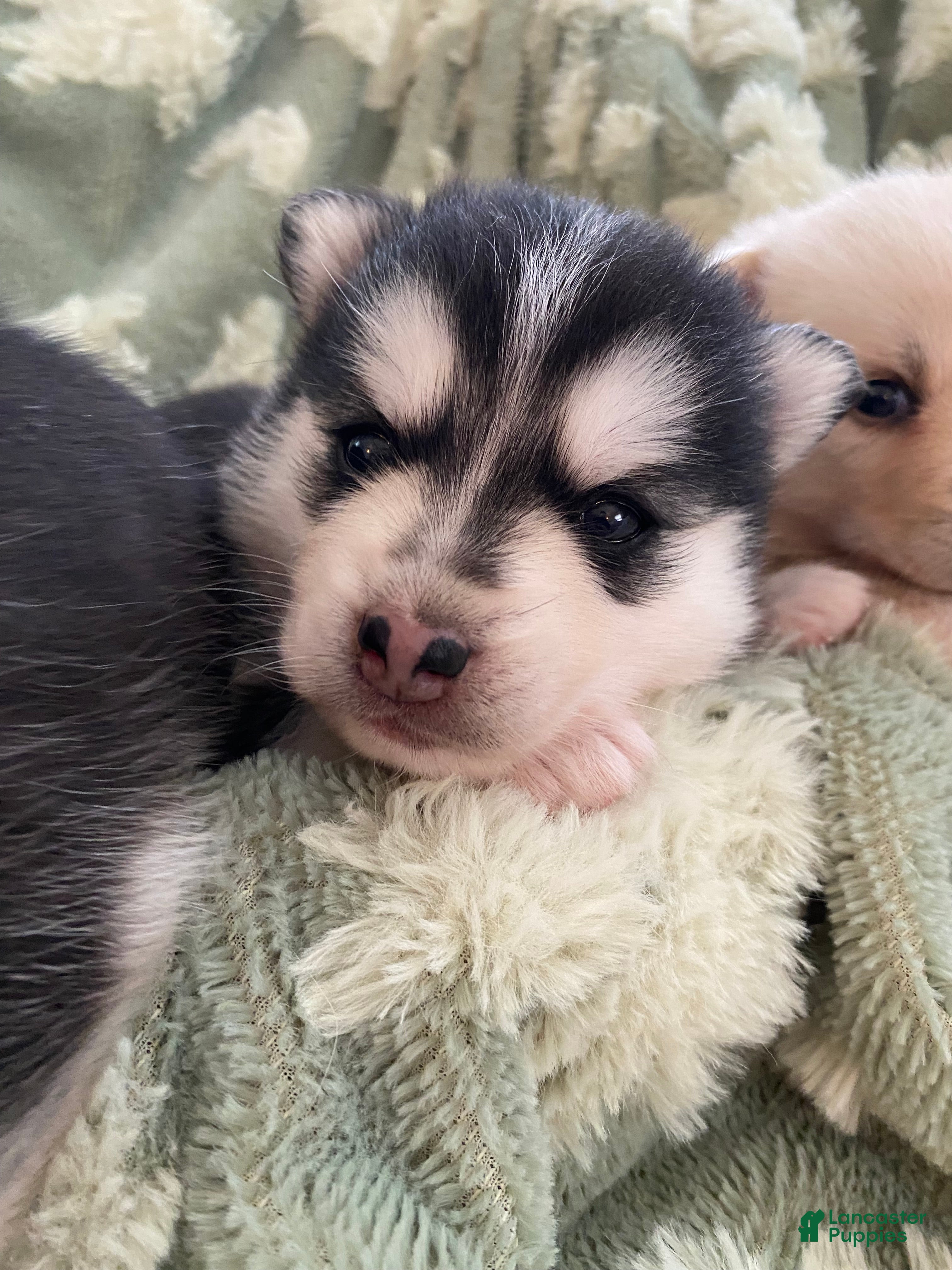 Pomsky dogs Reba - 2 year Health Contract - Family raised  - Ad 1