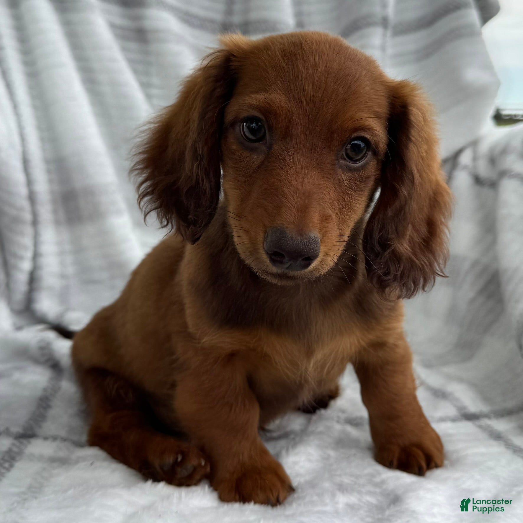 Dachshund dogs Anson - Ad 1