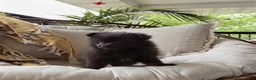 Pomeranian dogs for sale: Jelly - Ad 2