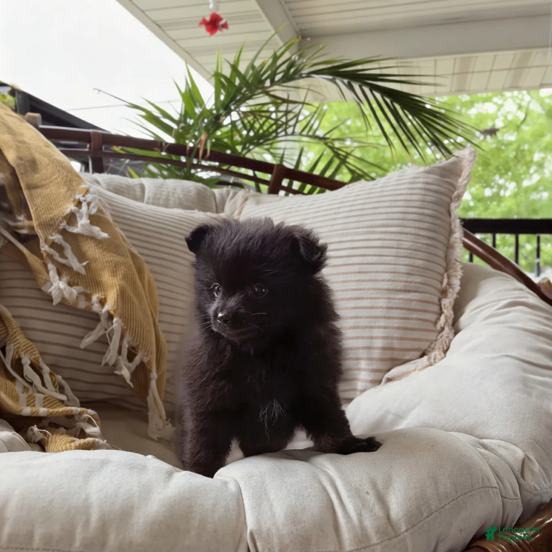 Pomeranian dogs for sale: Jelly - Ad 2