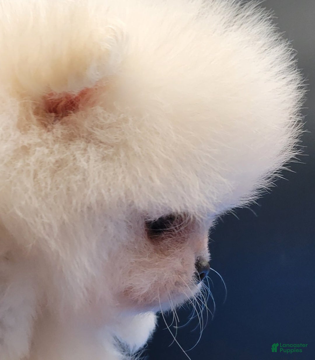 Pomeranian dogs for sale: Teddy - Ad 6