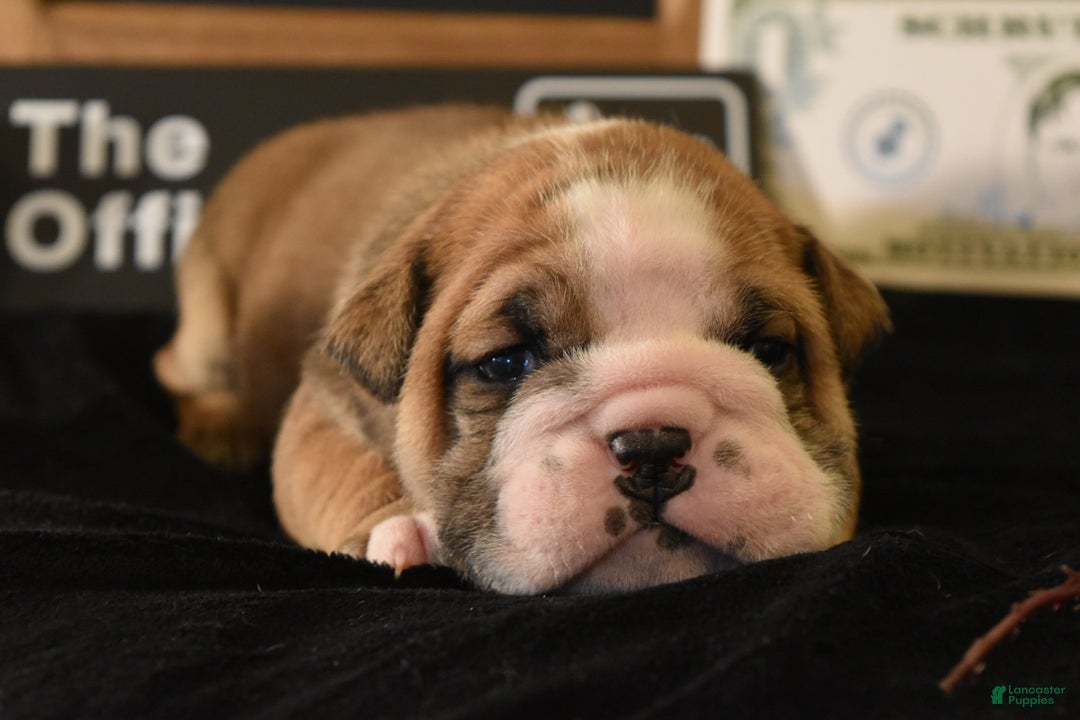 English Bulldog dogs for sale: Dwight - Ad 2