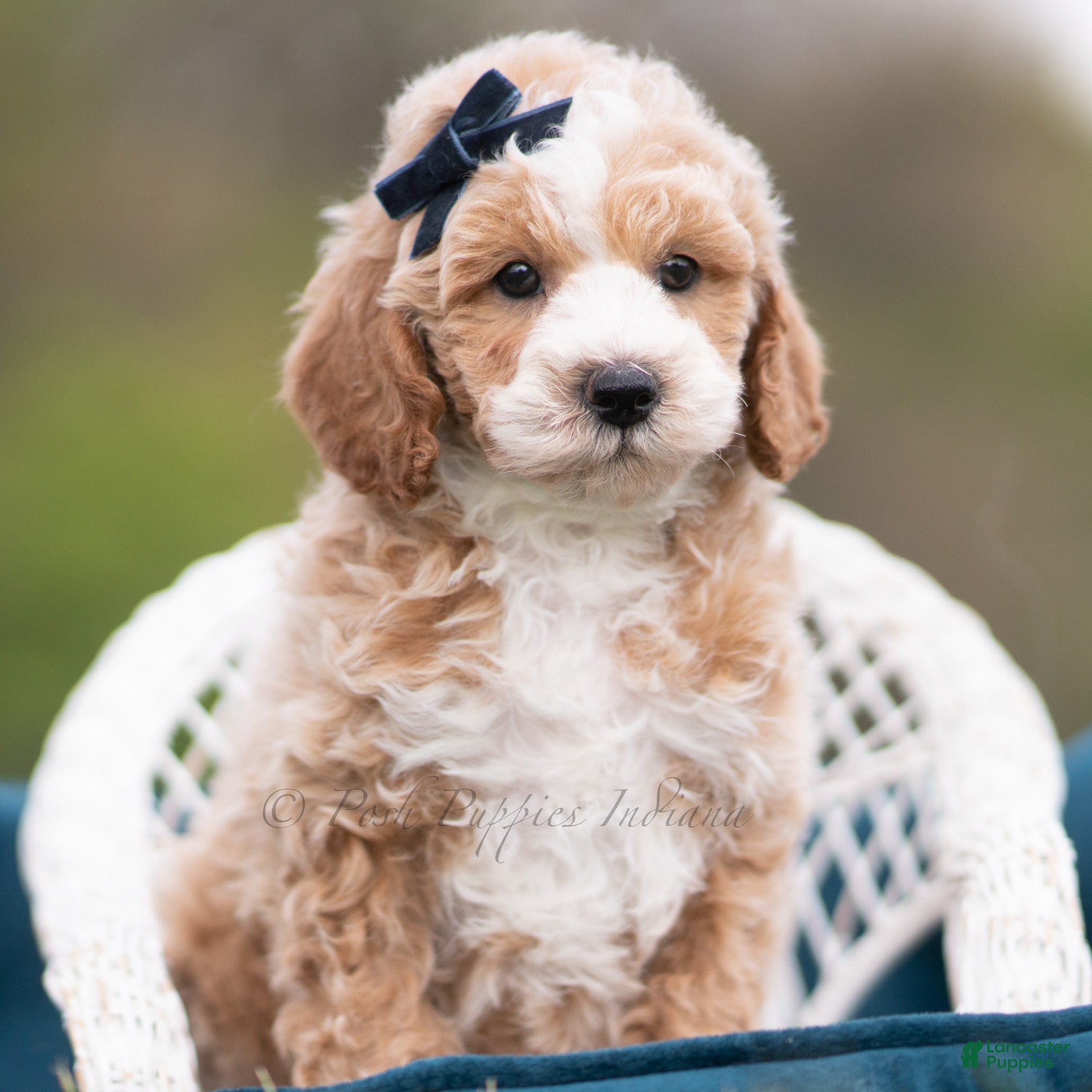 Maltipoo dogs Benji - Ad 23