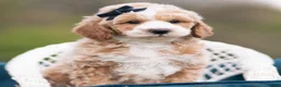 Maltipoo dogs for sale: Benji - Ad 1
