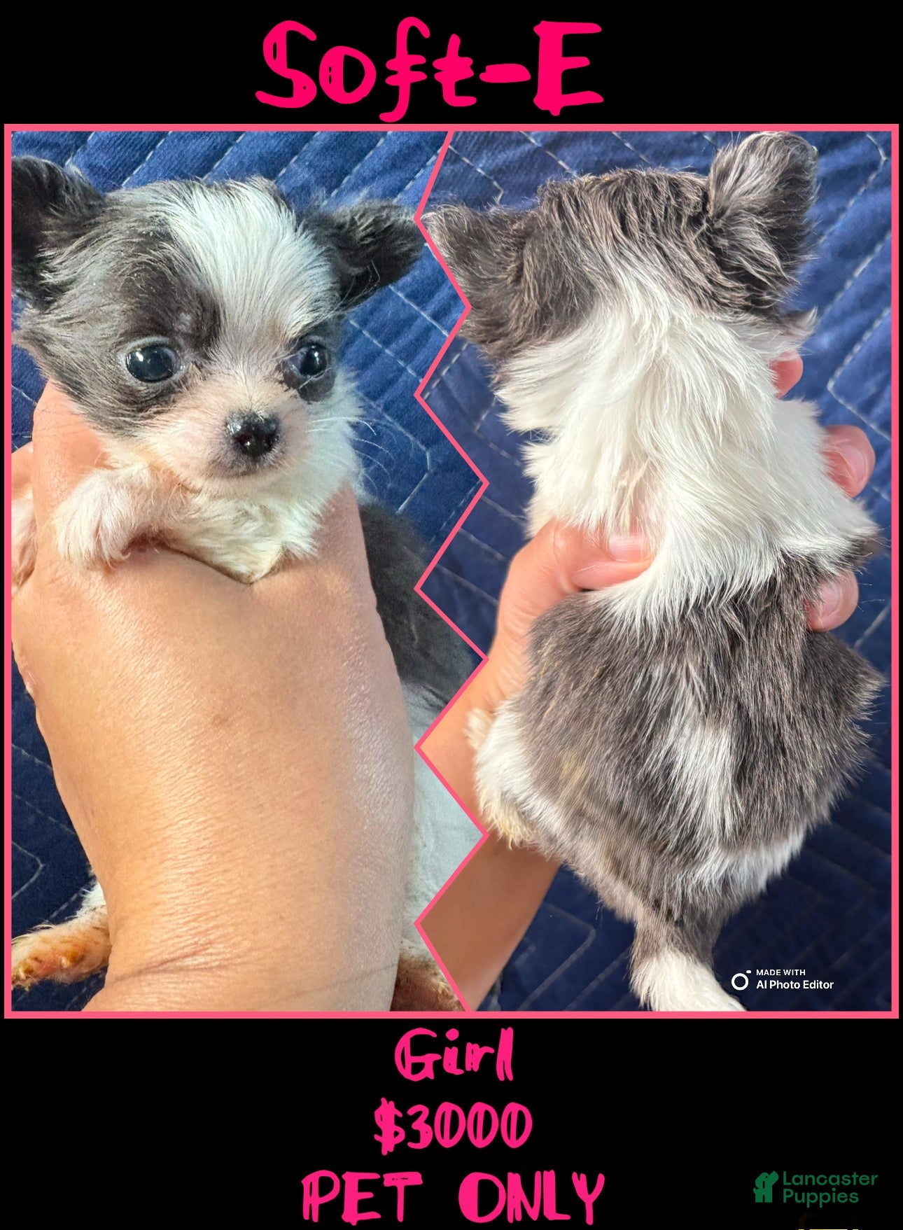 Chihuahua dogs  Soft-E - Ad 5