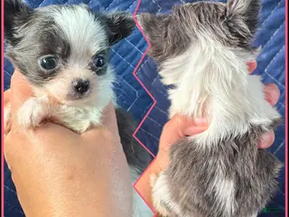 Chihuahua dogs Soft-E - Ad 4