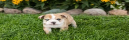 English Bulldog dogs for sale: Buddy  - Ad 6