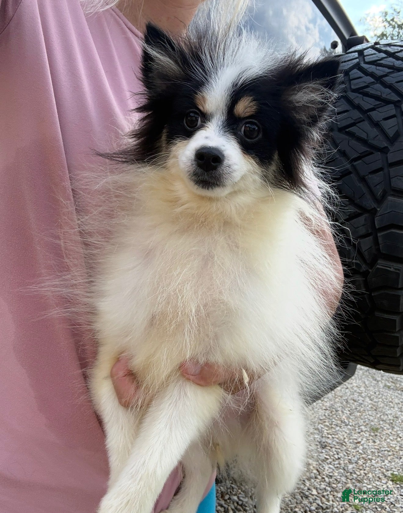 Pomsky dogs Trey - Ad 1