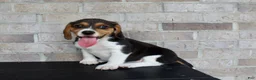 Beagle dogs for sale: Blossom  - Ad 2
