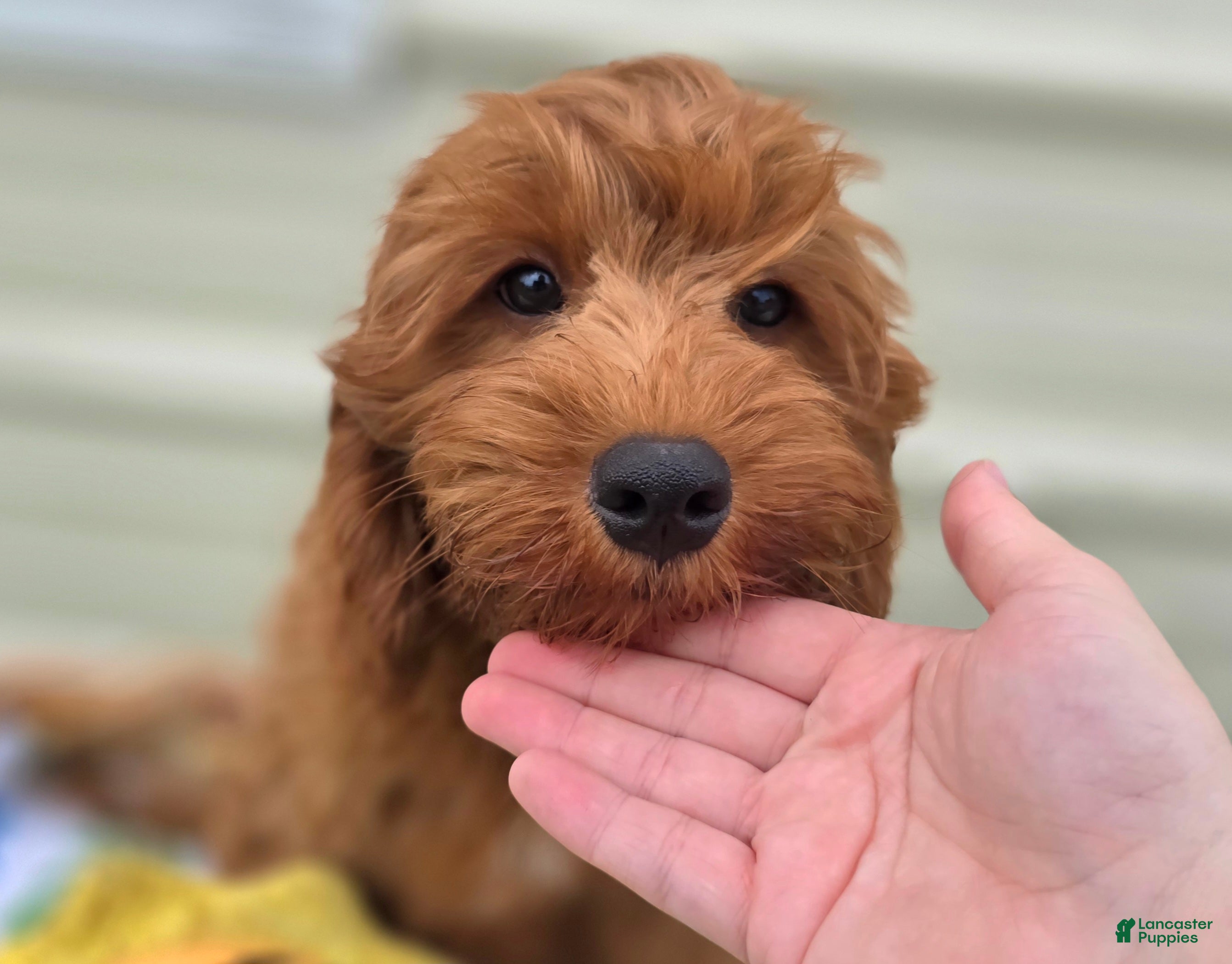 Cockapoo dogs Milan - Ad 19