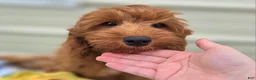 Cockapoo dogs for sale: Milan - Ad 1