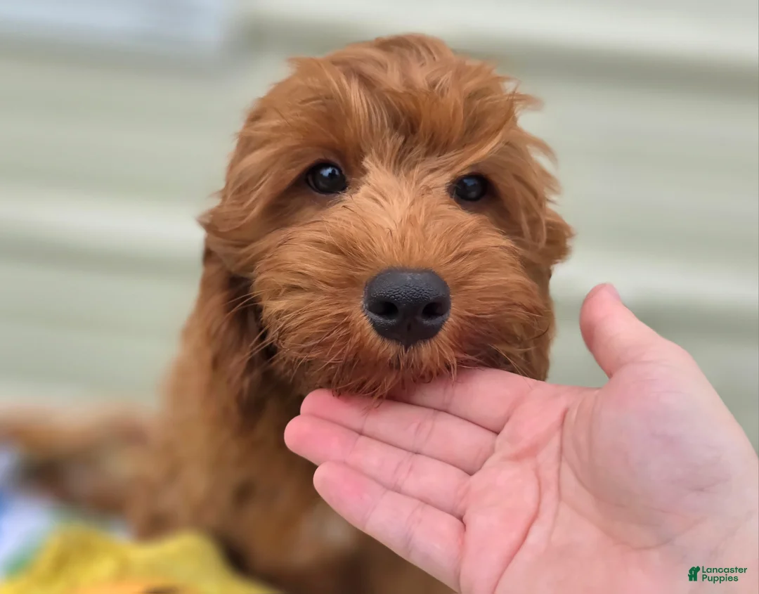 Cockapoo dogs for sale: Milan - Ad 1