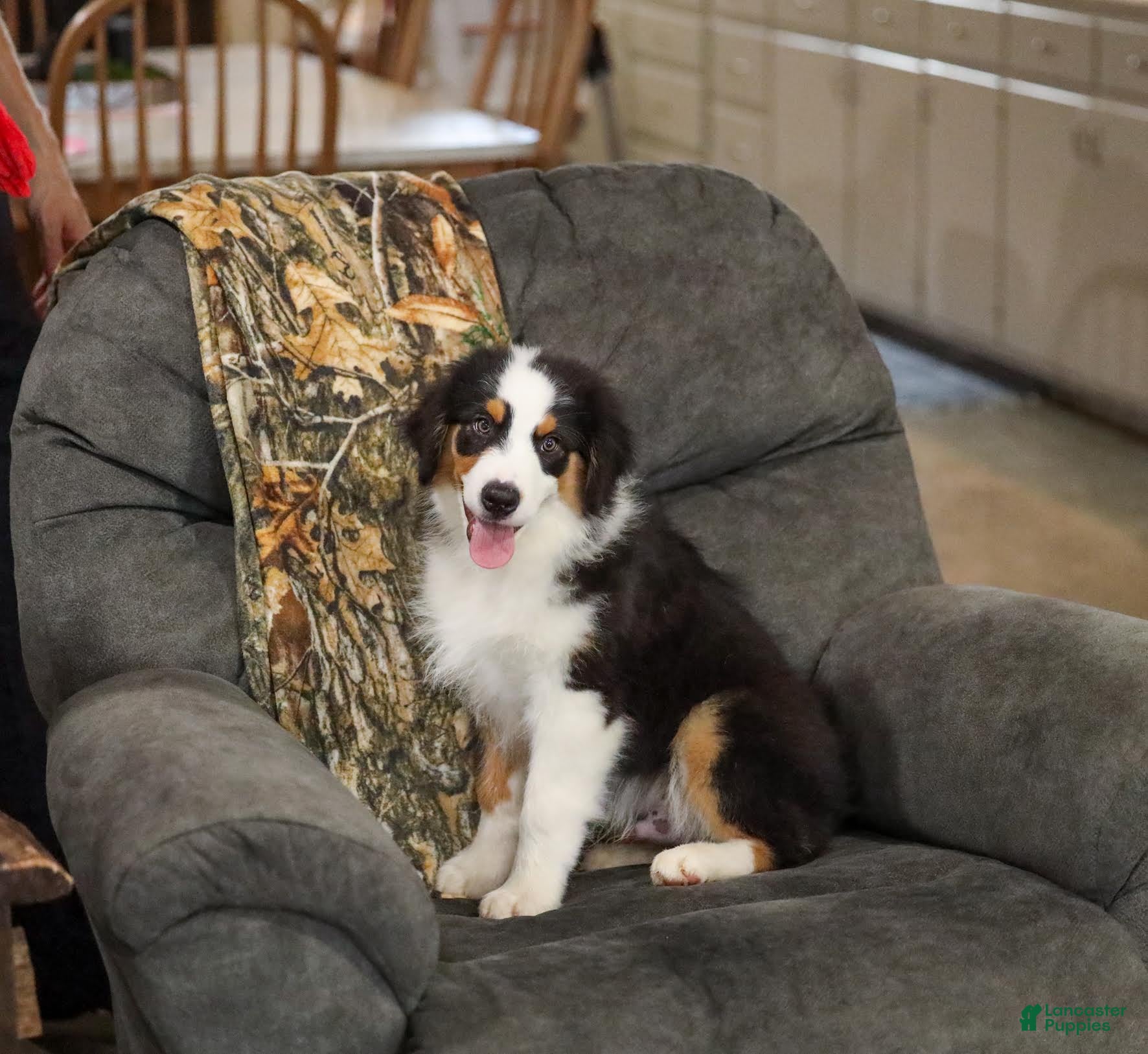 Miniature Australian Shepherd dogs Ladon Miniature Australian Shepherd Puppy  - Ad 1