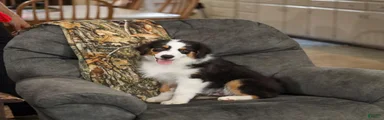 Ladon Miniature Australian Shepherd Puppy 