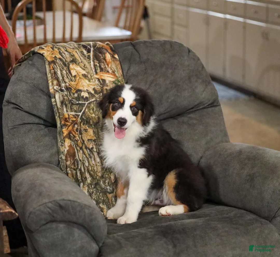 Miniature Australian Shepherd dogs for sale: Ladon Miniature Australian Shepherd Puppy  - Ad 1