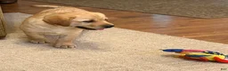 Labrador Retriever dogs for sale: Danny  - Ad 5