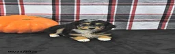 Mini Aussiedoodle dogs for sale: Doris - Ad 3