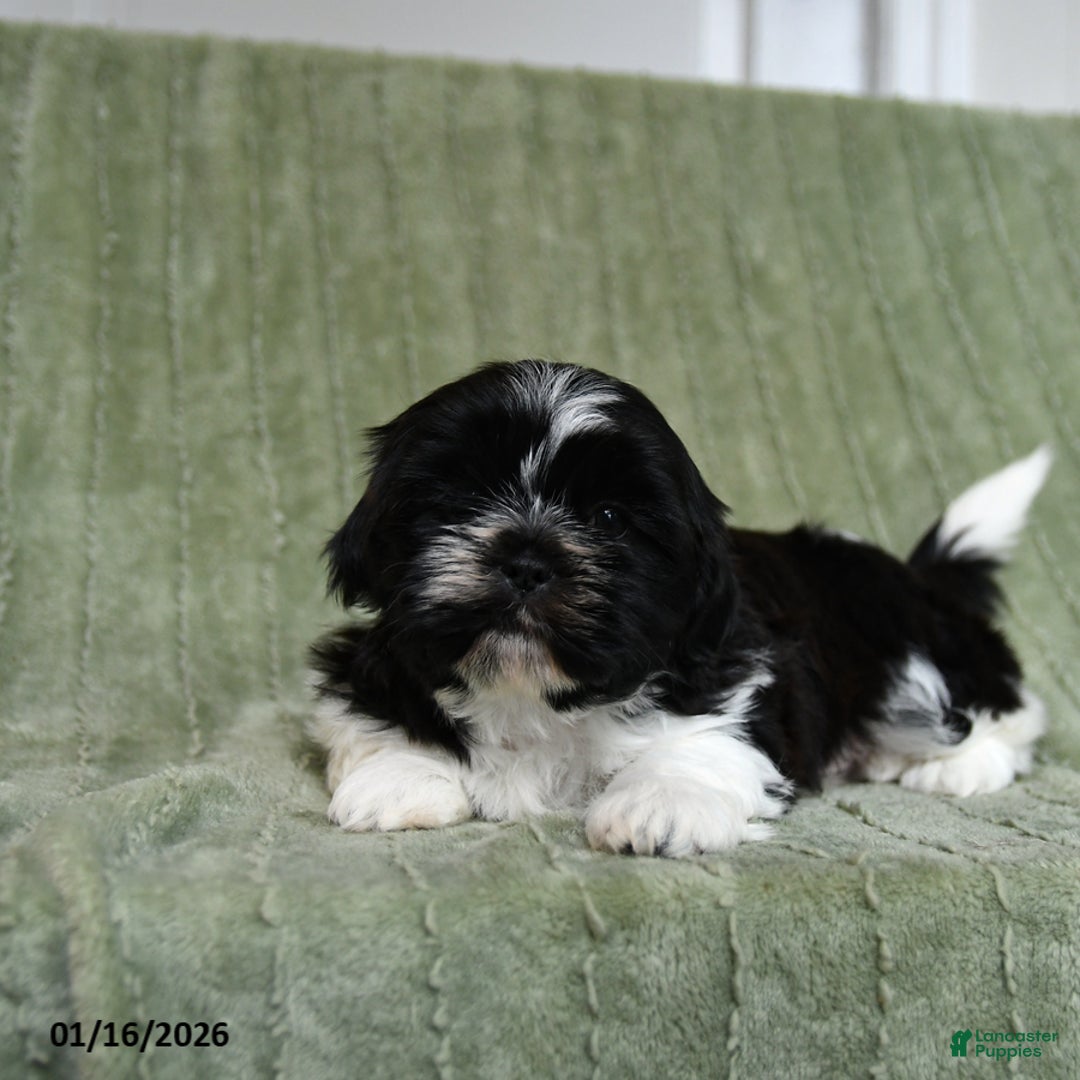 Shih Tzu dogs for sale: Gunner - Ad 3