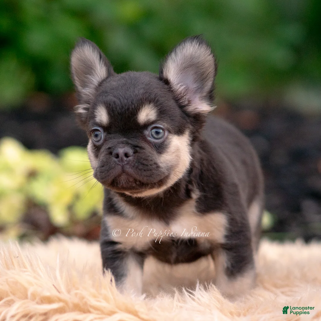 French Bulldog dogs for sale: Queenie - Ad 1