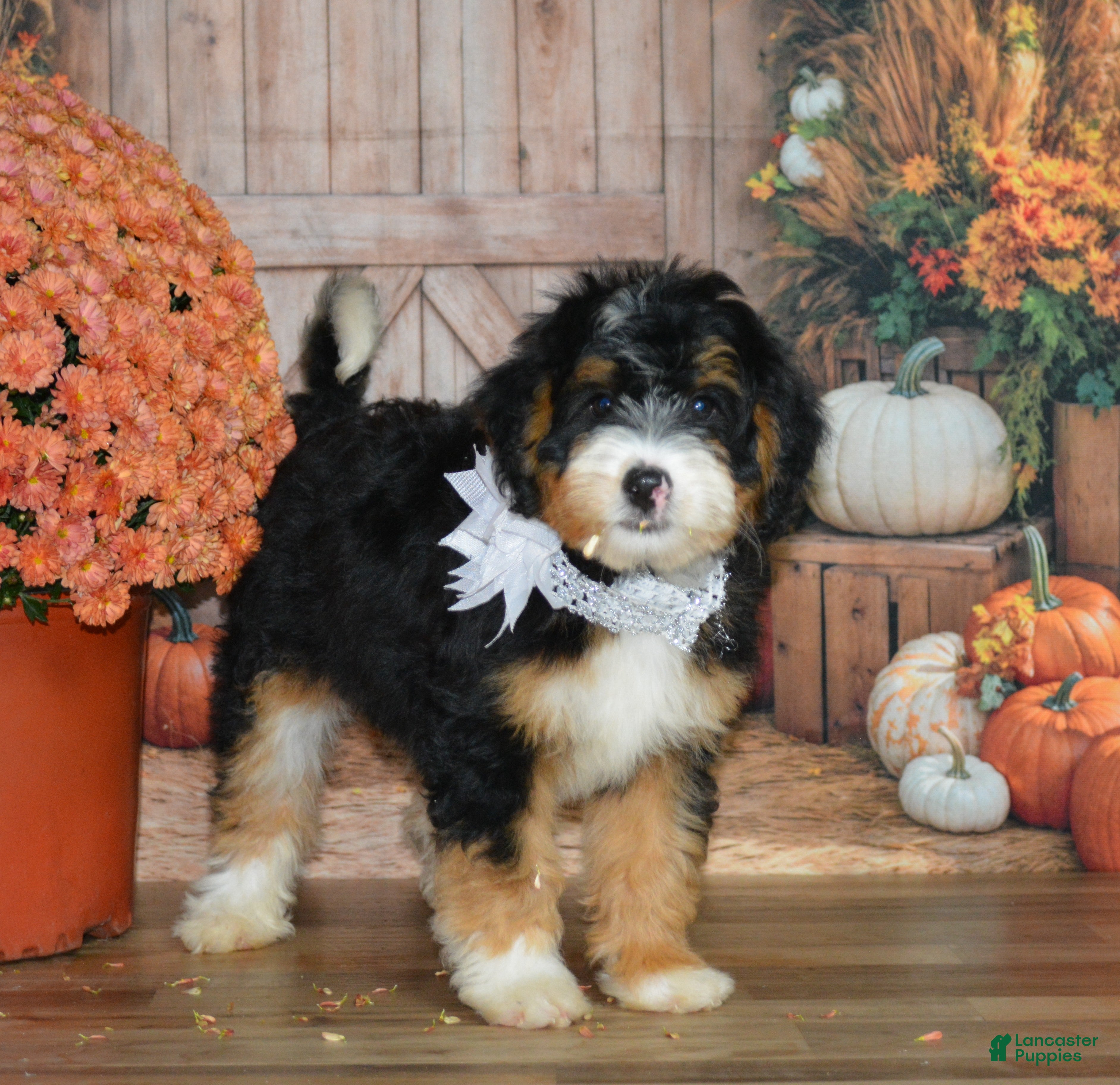 Mini Bernedoodle dogs Maggie - Ad 2