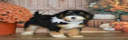 Mini Bernedoodle dogs for sale: Maggie - Ad 2