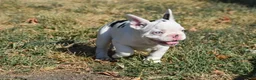 French Bulldog dogs for sale: French Bulldog 7 - Ad 3