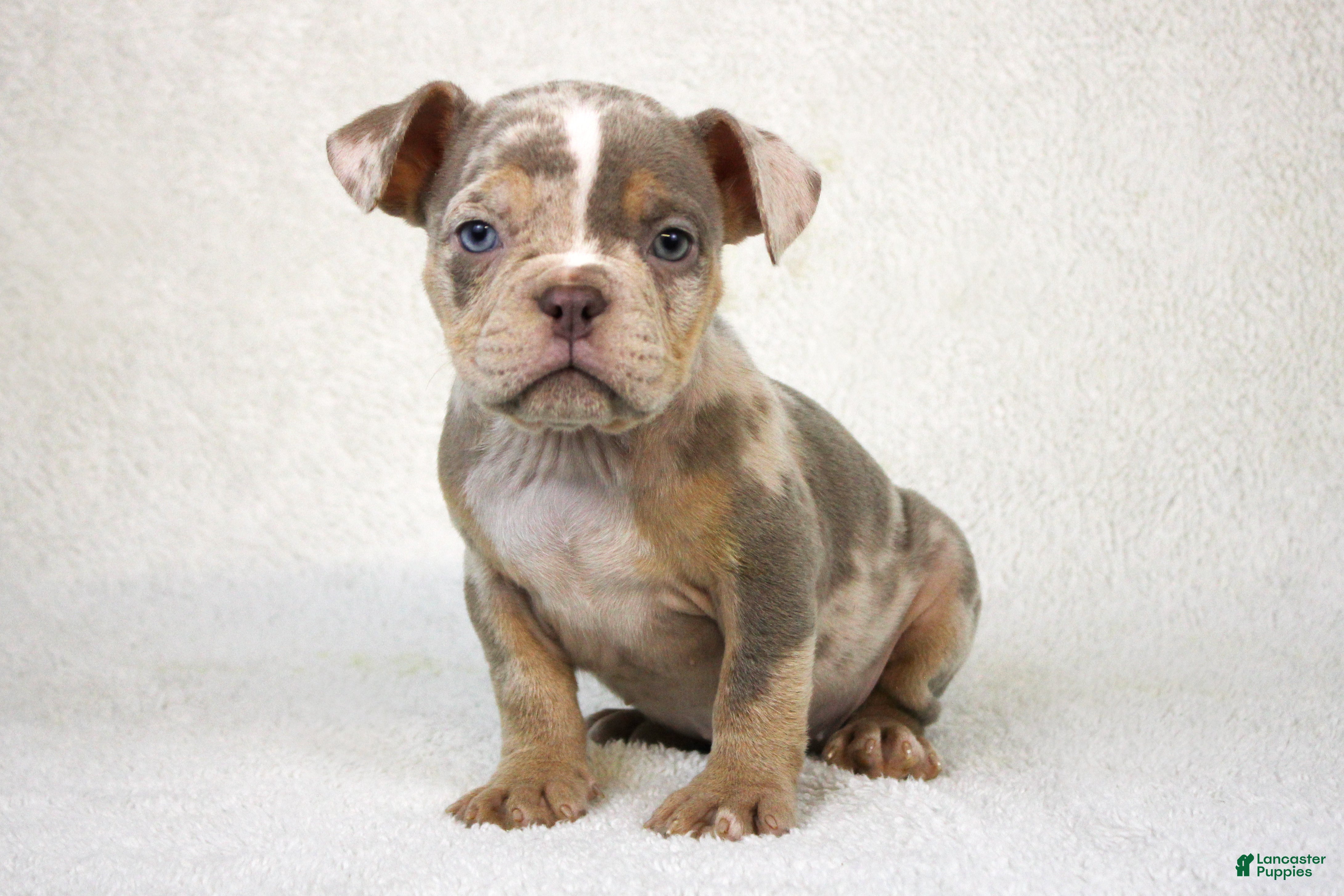 American Bully dogs Lilac Tri Merle Female - Ad 20