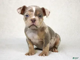 American Bully dogs Lilac Tri Merle Female - Ad 20