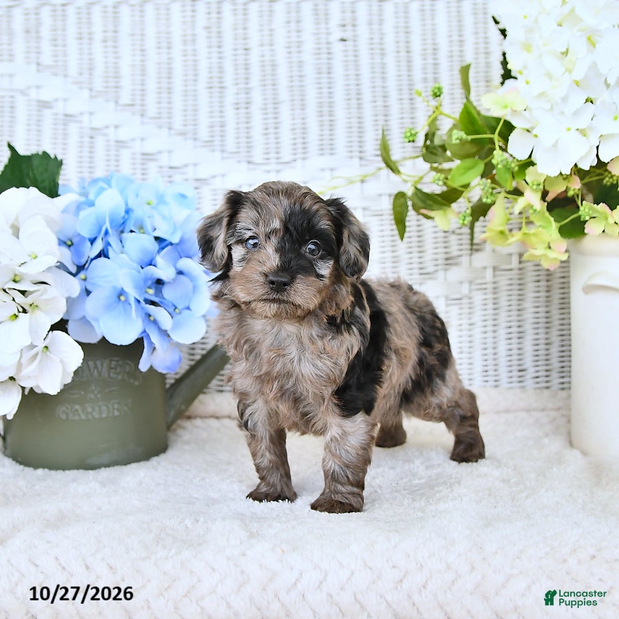 Mini Aussiedoodle dogs for sale: Chet - Ad 2