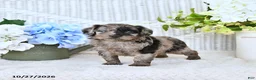 Mini Aussiedoodle dogs for sale: Chet - Ad 2