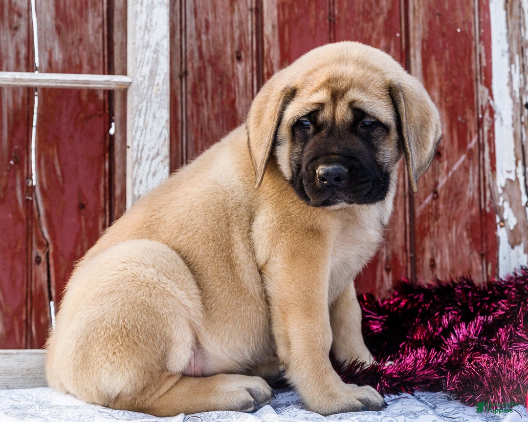 English Mastiff dogs for sale: Zack - Ad 12