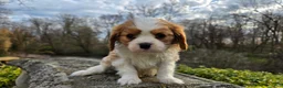 Cavalier King Charles Spaniel dogs for sale: Zack - Ad 7