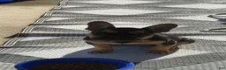 French Bulldog dogs for sale: French Bulldog 6 - Ad 4