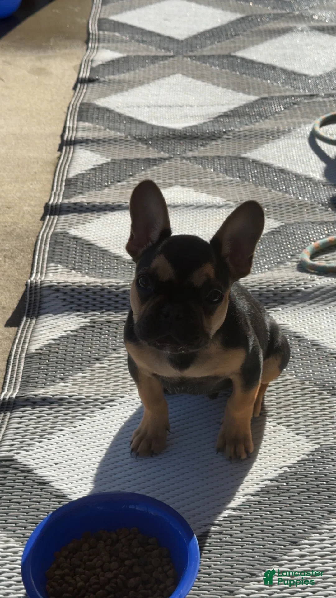 French Bulldog dogs for sale: French Bulldog 6 - Ad 4