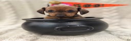 Dachshund dogs for sale: Dachshund Puppy 7 - Ad 3