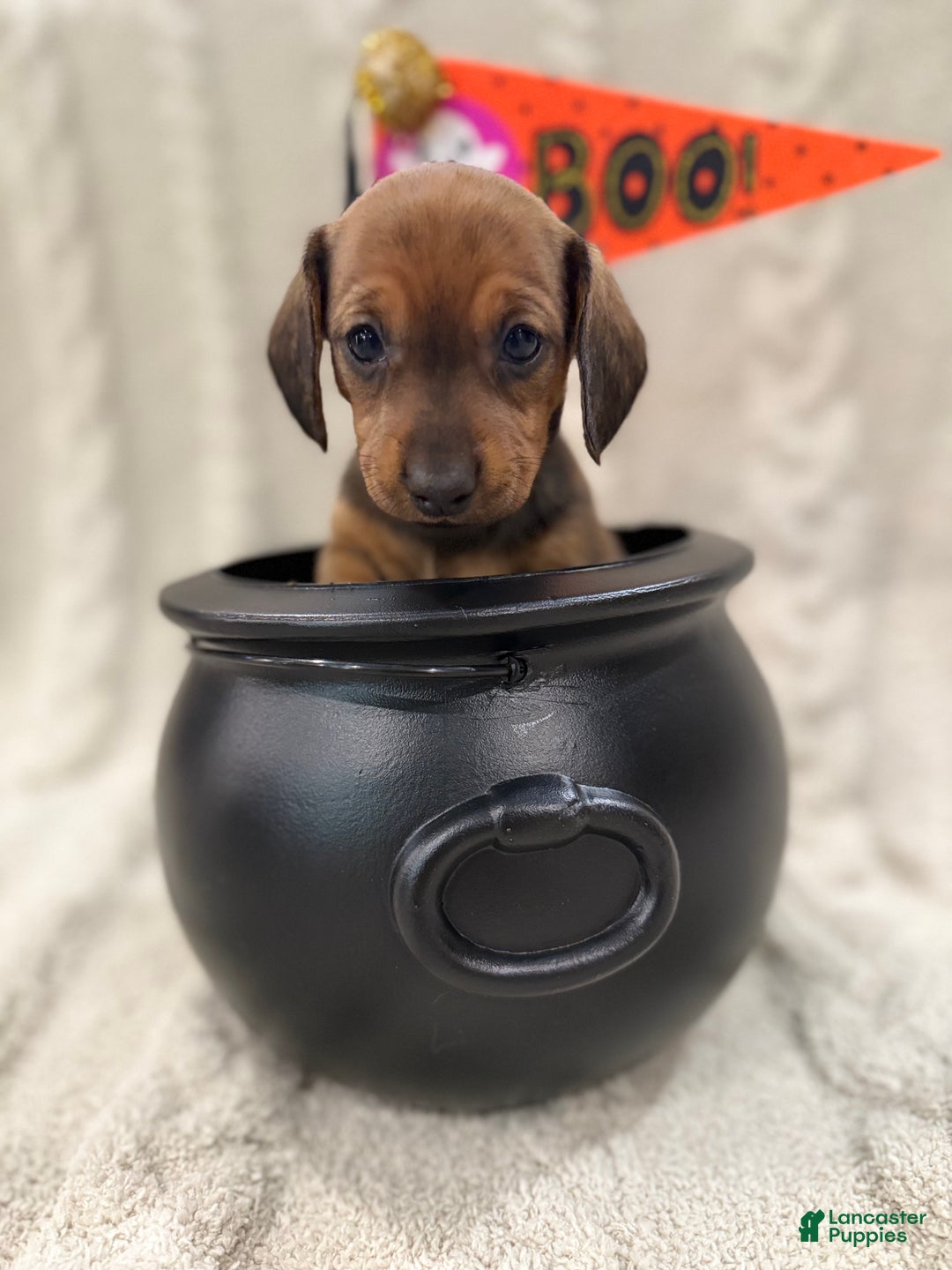 Dachshund dogs for sale: Dachshund Puppy 7 - Ad 3