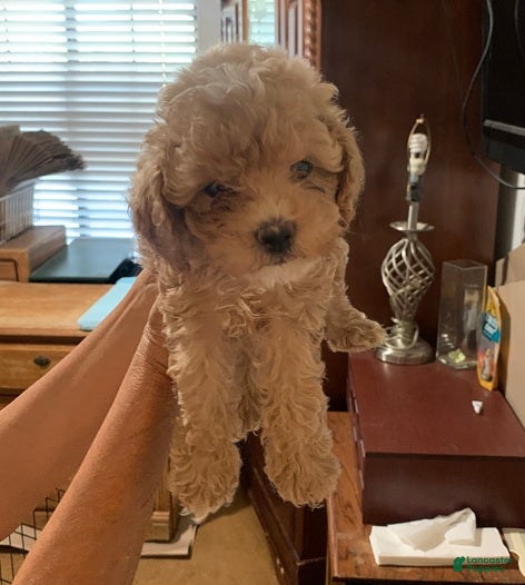 Cockapoo dogs Cockapoo 2 - Ad 10